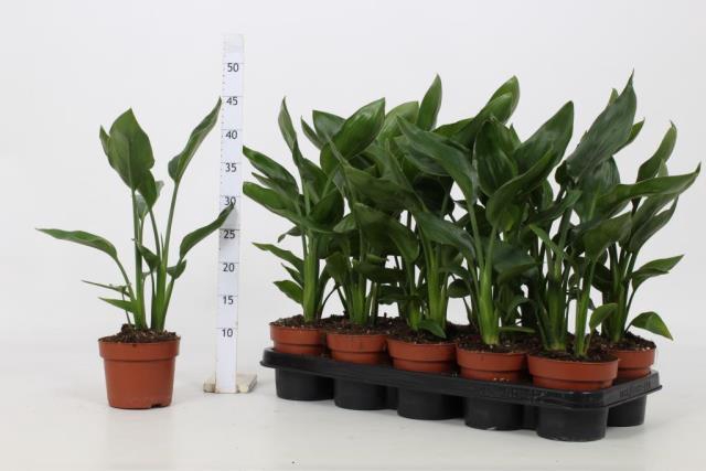 <h4>STRELITZIA REGINAE</h4>