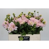 Dahlia Silver Years