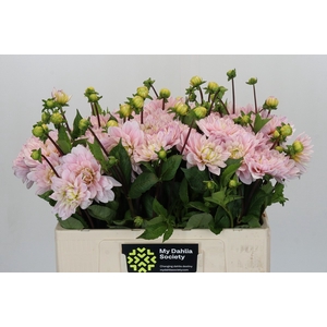 Dahlia Silver Years