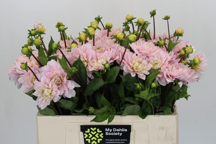 Dahlia Silver Years