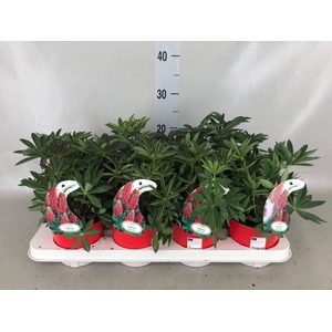 Lupinus  'Gallery Red'