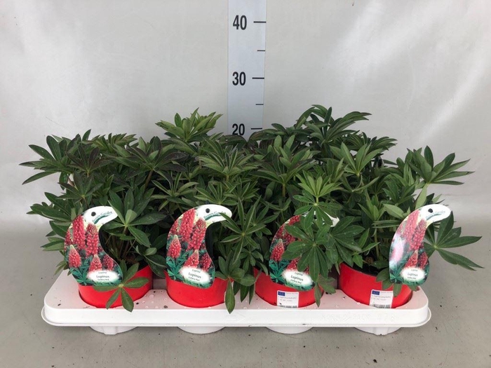 <h4>Lupinus 'Gallery Red'</h4>