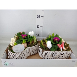 Arr.   Bol/Knolgewas L%