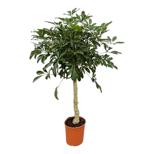 Schefflera Arboricola op stam - 140cm