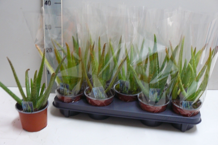 <h4>ALOE VERA</h4>