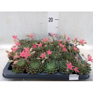 Graptopetalum tacitus