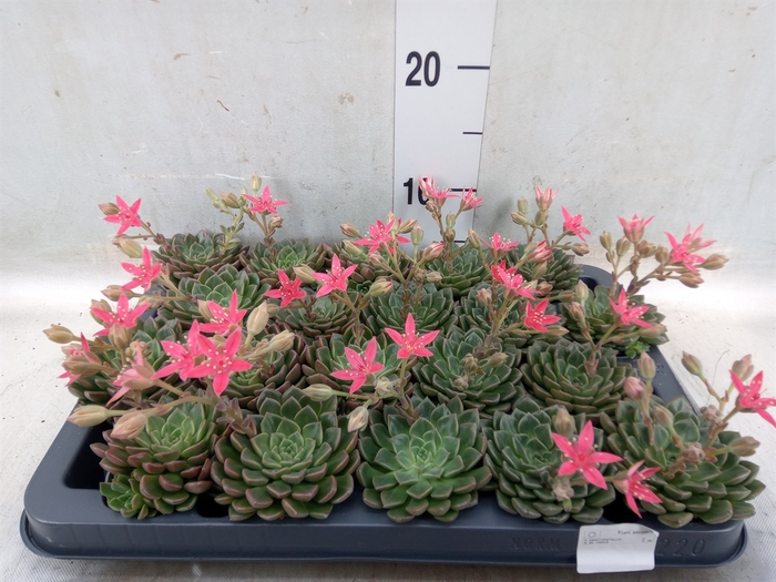<h4>Graptopetalum tacitus</h4>