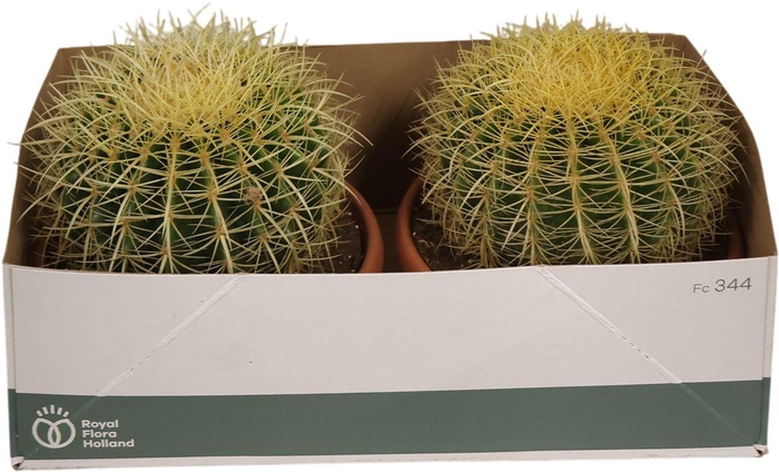 <h4>Echinocactus Grusonii</h4>