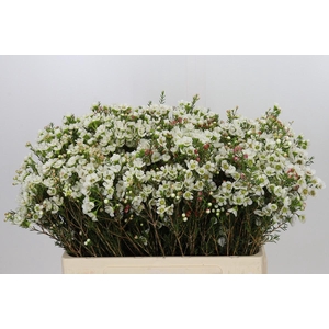 Chamelaucium Sirius