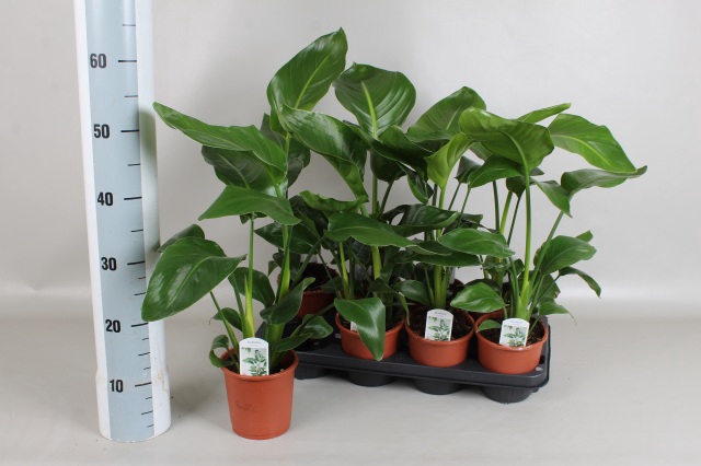 <h4>STRELITZIA NICOLAI</h4>
