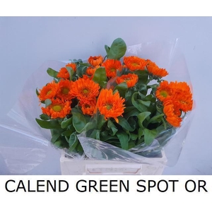 CALEND GREEN SPOT OR