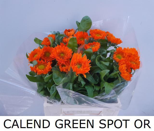<h4>CALEND GREEN SPOT OR</h4>