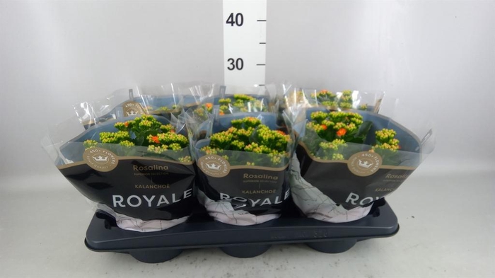 <h4>Kalanchoe blos. 'RosDon Pedro'</h4>