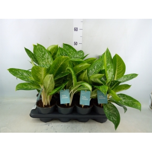 Aglaonema   ...