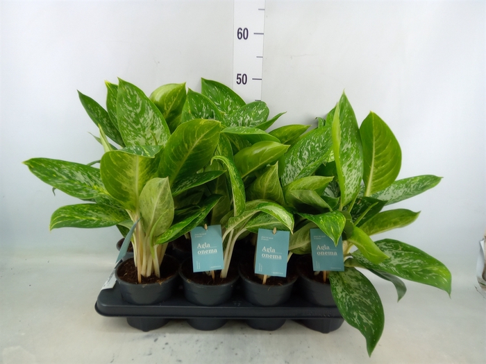 <h4>Aglaonema   ...</h4>