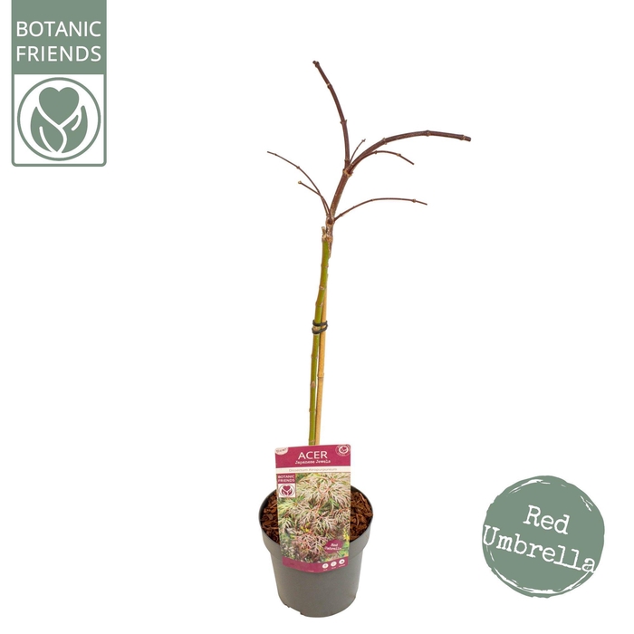 <h4>Acer palm. 'Cascade Crimson'</h4>