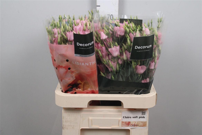 <h4>Eus E Claire L Pink</h4>