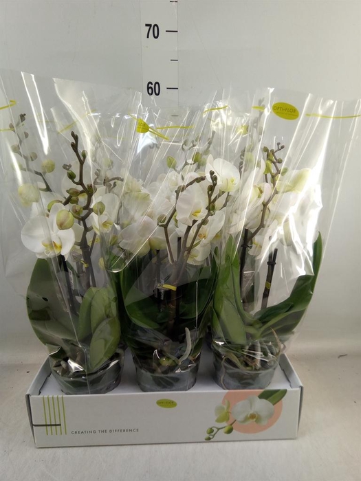 <h4>Phalaenopsis ...white</h4>