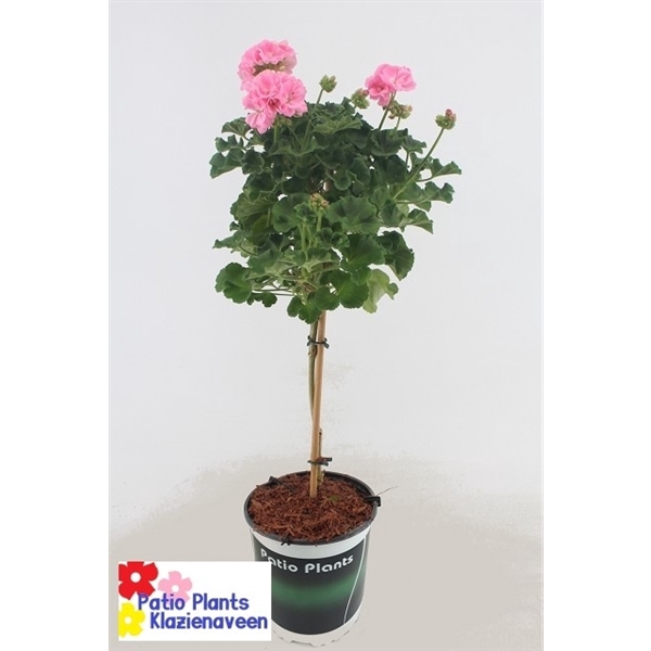 Pelargonium Zonale roze 19 stam