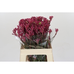 Kangaroo Paw Mini Pearl