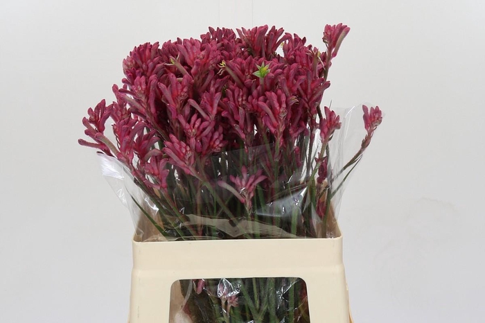 <h4>Anigozanthos Mini Pearl</h4>