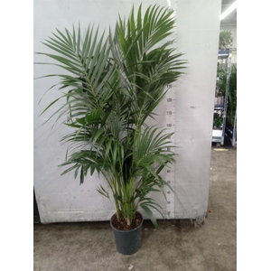 Howea forsteriana