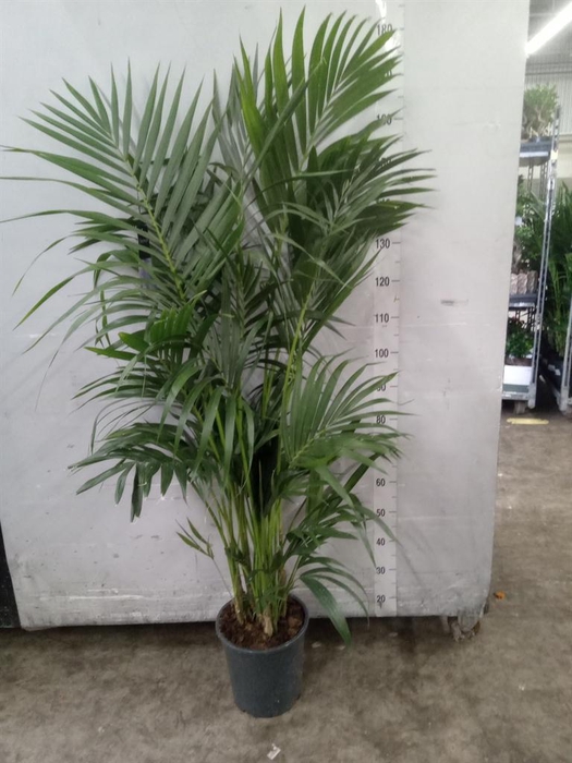 <h4>Howea forsteriana</h4>