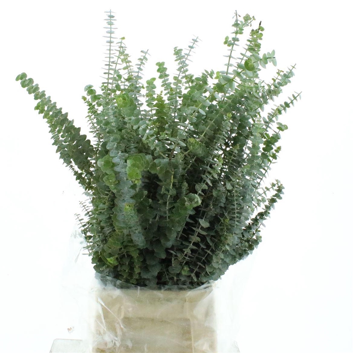 <h4>Euca Baby Blue 200gr</h4>