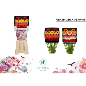 Germini Mix Spider  Pomponi Diamond