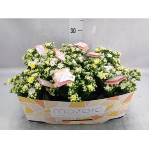 Kalanchoe blos. 'Mozaic Tweed'