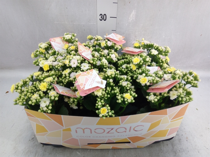 <h4>Kalanchoe blos. 'Mozaic Tweed'</h4>