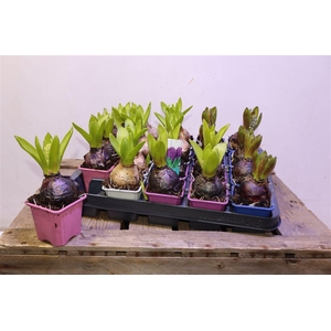 arr8 Hyacin Oriental Gem