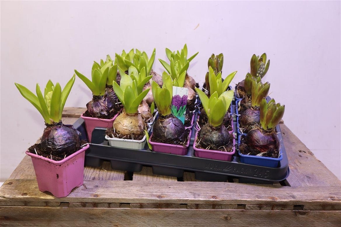 arr8 Hyacin Oriental Gem