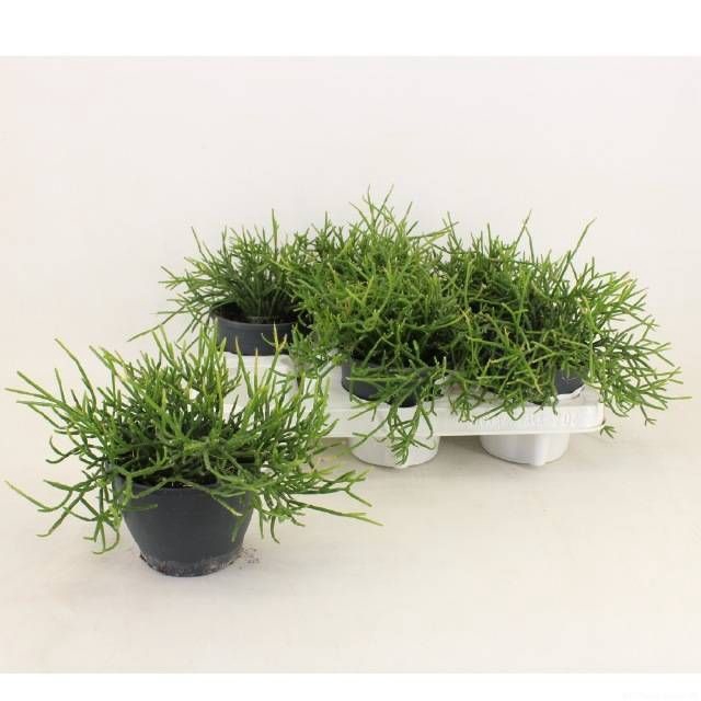 <h4>RHIPSALIS BURCHELLII</h4>