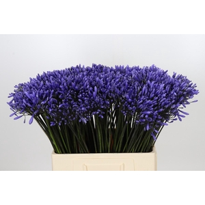Agapanthus Dr Brouwer