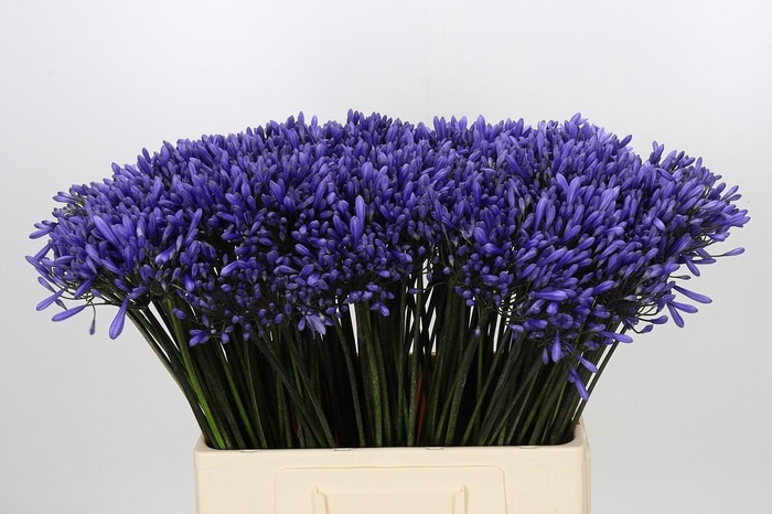 <h4>Agapanthus Dr Brouwer</h4>