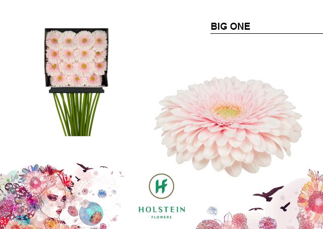 <h4>Gerbera Pomponi Big One Diamond per kaart</h4>