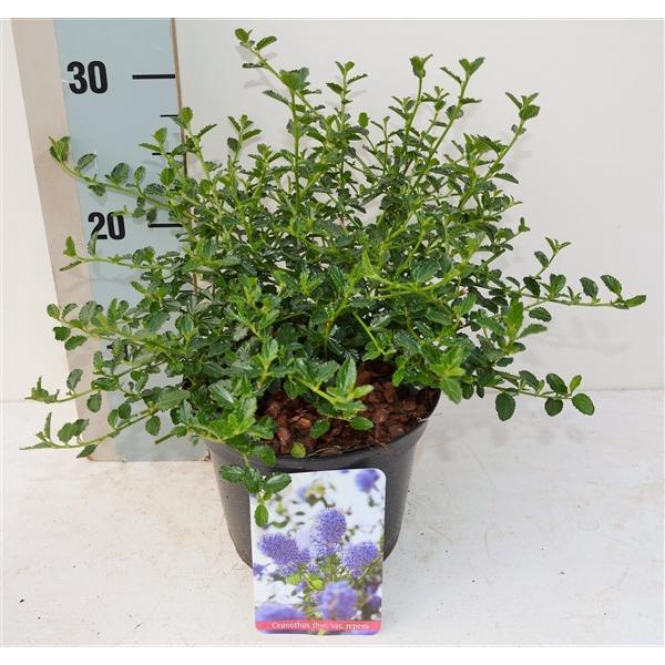 <h4>Ceanothus thyrsiflorus var. repens</h4>