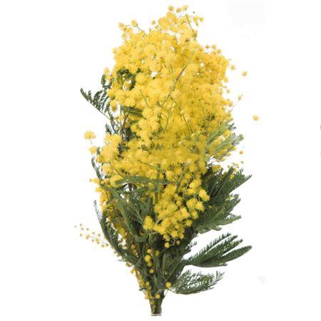 <h4>Acacia Mirandole</h4>
