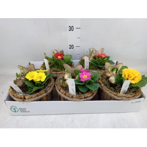 Arr.   Tuinplanten L%