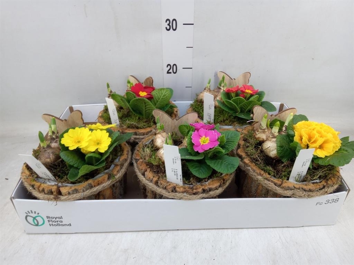 <h4>Arr.   Tuinplanten L%</h4>