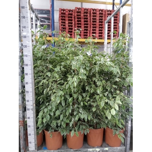 Ficus benja. 'Golden King'