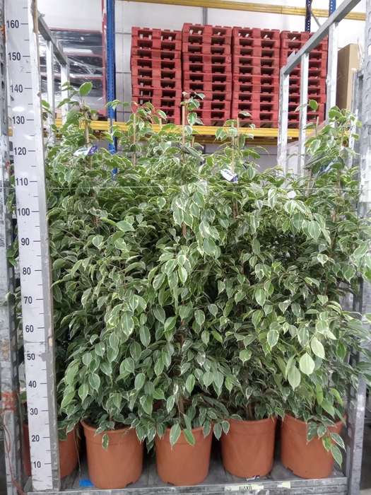 <h4>Ficus benja. 'Golden King'</h4>
