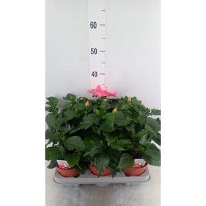 Hibiscus rosa-sin. 'Adonis'