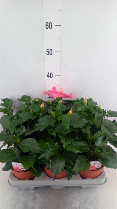 <h4>Hibiscus rosa-sin. 'Adonis'</h4>