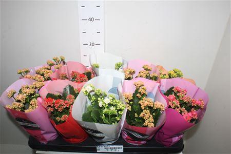 <h4>Kal Ge Perf Gem 5 Kl</h4>