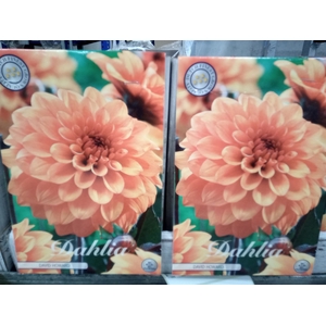 Dahlia   ...flowerbulbs