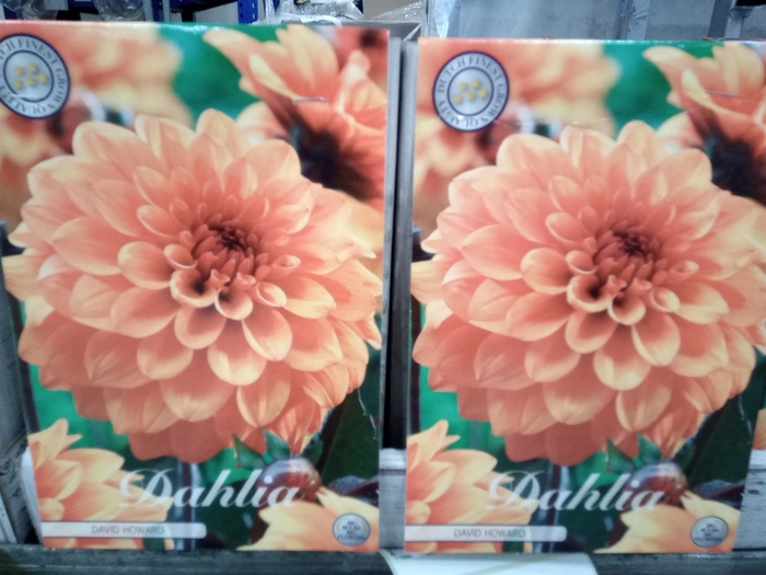 <h4>Dahlia   ...flowerbulbs</h4>