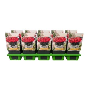 Dianthus caryophyllus Code ® 'Bright Red' P11