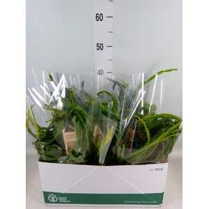 Rhipsalis paradoxa
